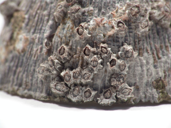 검은큰따개비에 붙어있는 모습